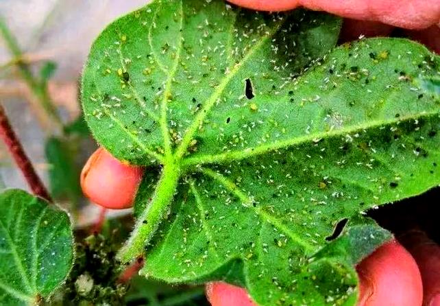 生物防治 为了有害生物防治的可持续未来